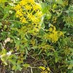 Bupleurum fruticosum Кветка