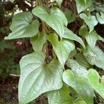 Dioscorea polystachya Yaprak