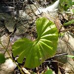 Nervilia aragoana Leaf