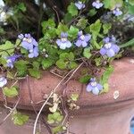 Cymbalaria muralis Flower