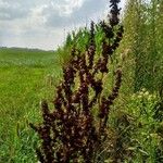 Rumex crispus Vrucht