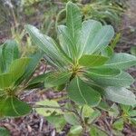 Pleioluma baueri Leaf