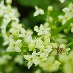 Galium saxatileFlor