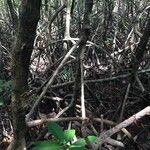 Rhizophora mangle Habitus
