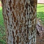 Calophyllum inophyllum Bark