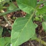 Solanum physalifolium Liść