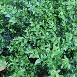 Buxus sinica Агульны выгляд