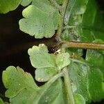 Triplophyllum pilosissimum 葉