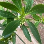 Myoporum insulare Foglia