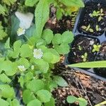 Anemonella thalictroidesLeaf