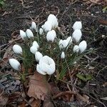 Crocus flavus Habit