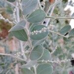 Acacia podalyriifolia Blatt