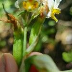 Gavilea venosa Λουλούδι