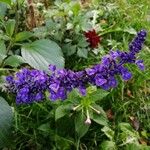 Salvia farinacea Flor