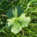 Ranunculus acris Foglia