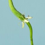 Ranunculus minimus Flower