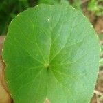 Centella asiatica برگ