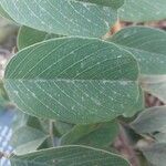 Combretum apiculatum Leaf