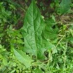 Solanum carolinense Leaf