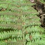 Dryopteris filix-mas फल