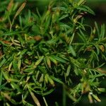 Tagetes filifolia Агульны выгляд