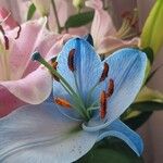 Lilium candidum Cvet