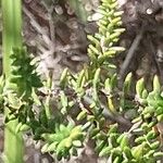 Erica mannii Flor