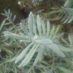 Lavandula angustifolia Leaf