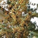 Pinus parviflora موطن