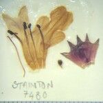 Stachys melissifolia Otro