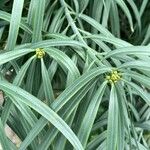 Podocarpus henkelii Leaf