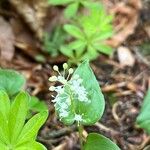 Maianthemum bifolium Kukka