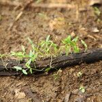 Funtumia africana Vivejo