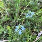 Nigella arvensisBlomma