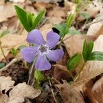 Vinca minorKukka