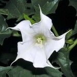 Datura stramoniumBlüte