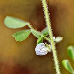 Tephrosia uniflora Kvet