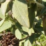 Phlomis cretica Leaf