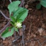 Acanthospermum australe Blüte