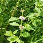 Mentha canadensis Ліст