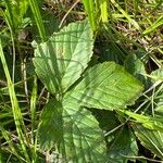 Rubus hispidus Yaprak