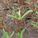 Gomphrena vermicularis Other