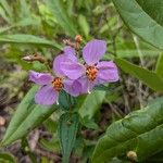 Rhexia virginica 花