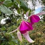 Fuchsia magellanica Цвят