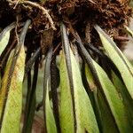 Asplenium africanum Other