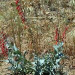 Penstemon centranthifolius Хабит