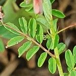 Indigofera brevicalyx Leaf