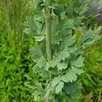 Thalictrum flavum Leaf