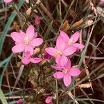 Centaurium pulchellum Fleur