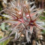 Trifolium stellatum Fruit